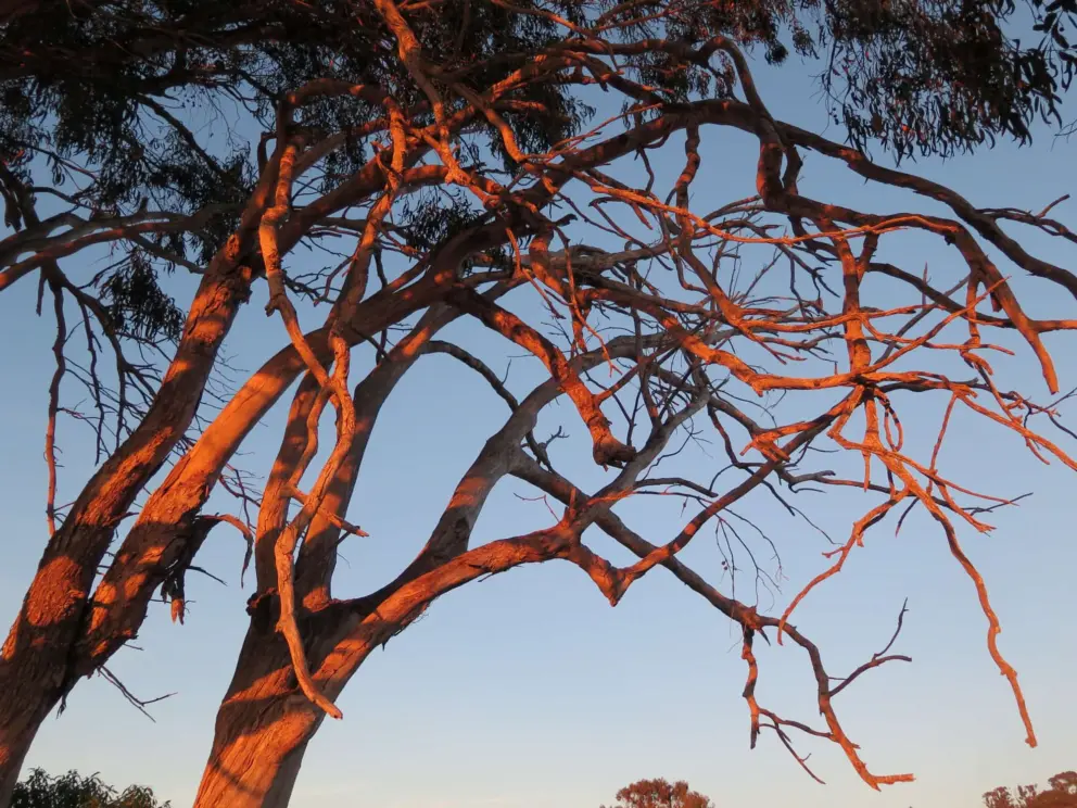 Sunset glow on the trees where the dunes begin. 