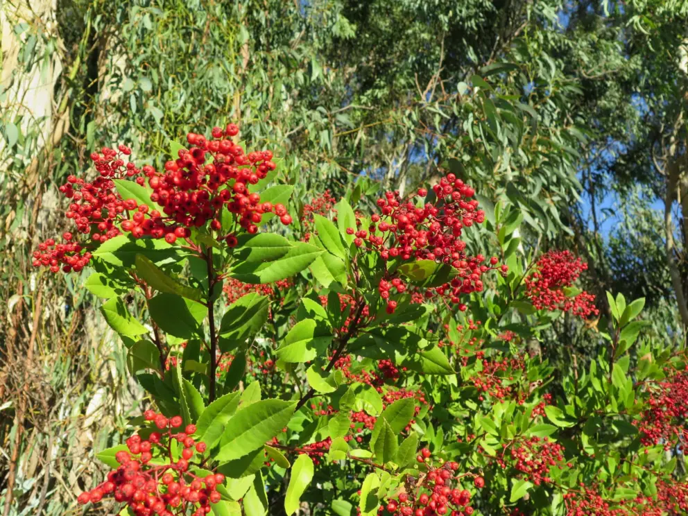 Berries and eucalyptus trees. 