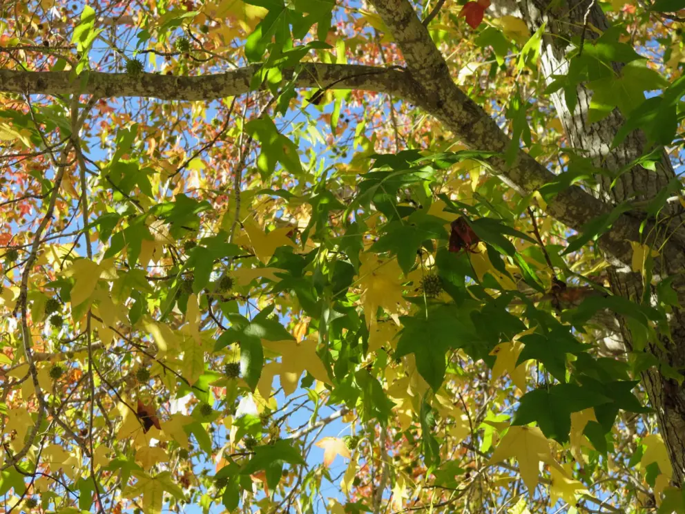 Autumn tree on Alyssum Court. 
