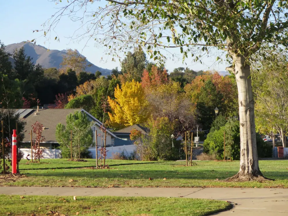 Fall leaves and mountains. 
