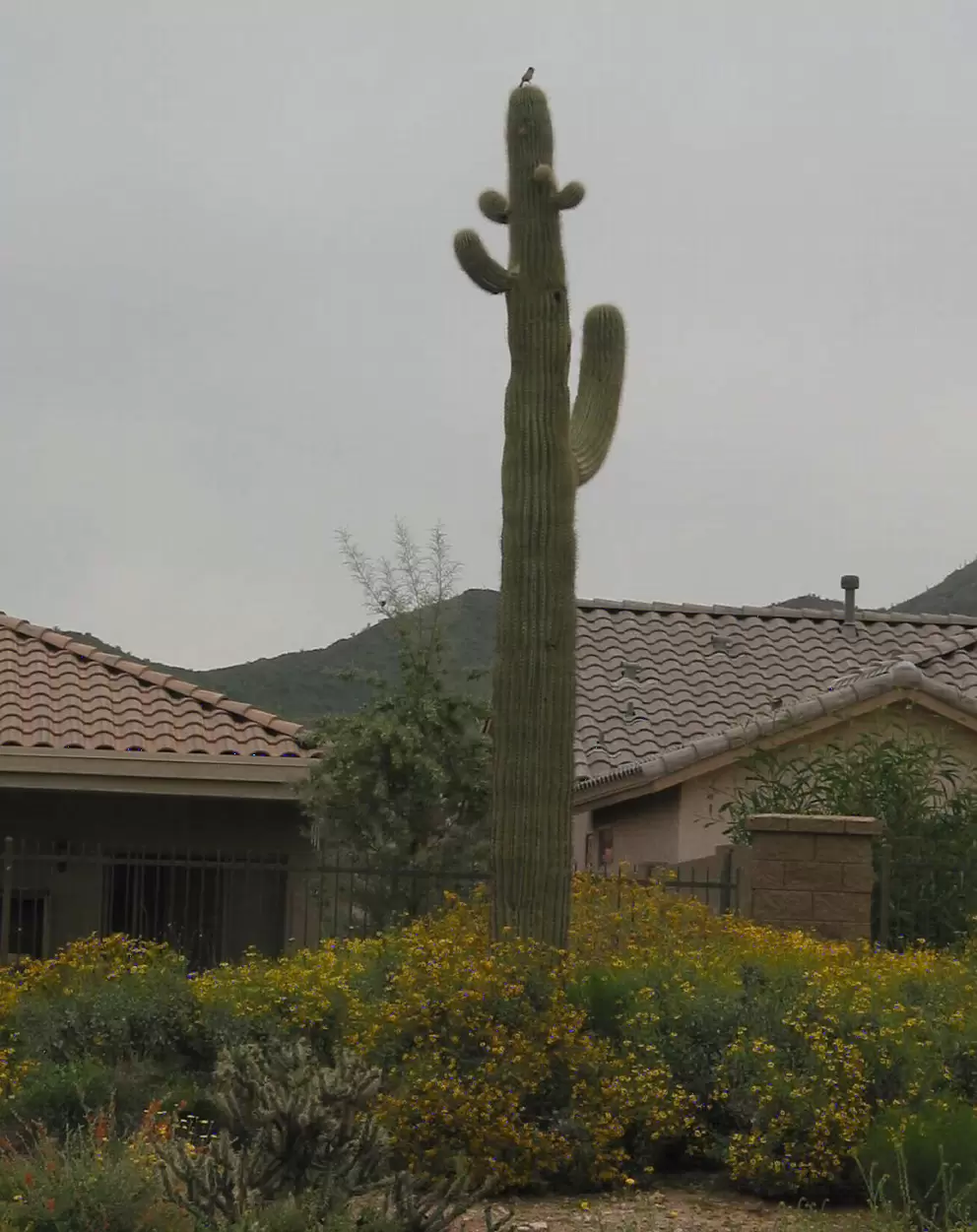 A saguaro cactus with woodpecker pirched atop.