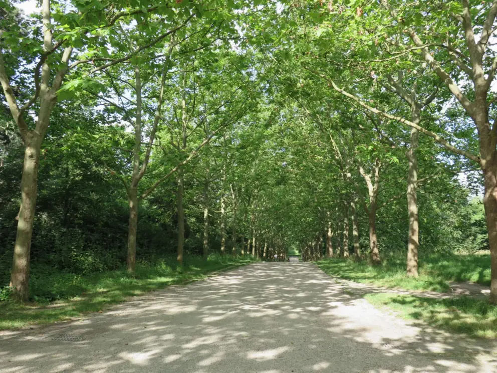Shady entrance path. 