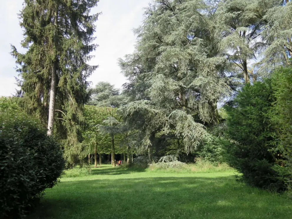 Old trees of different varieties. 