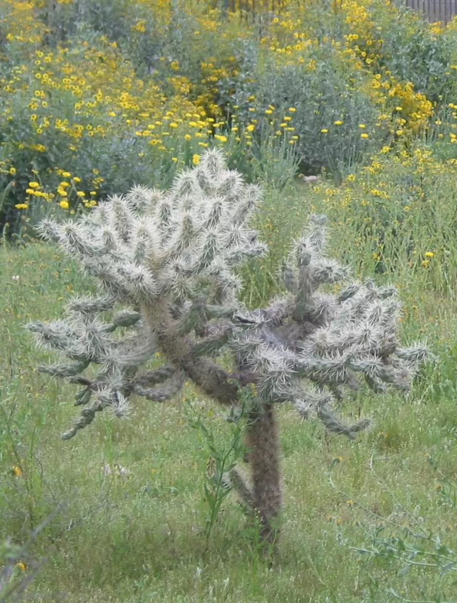 Cholla bush, with yellow bristlebush in the background, as seen from the wash.