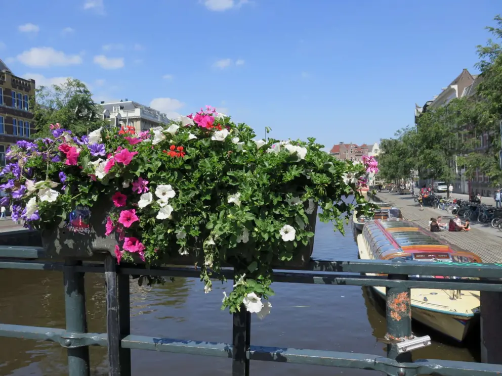Petunias on a bridge. 