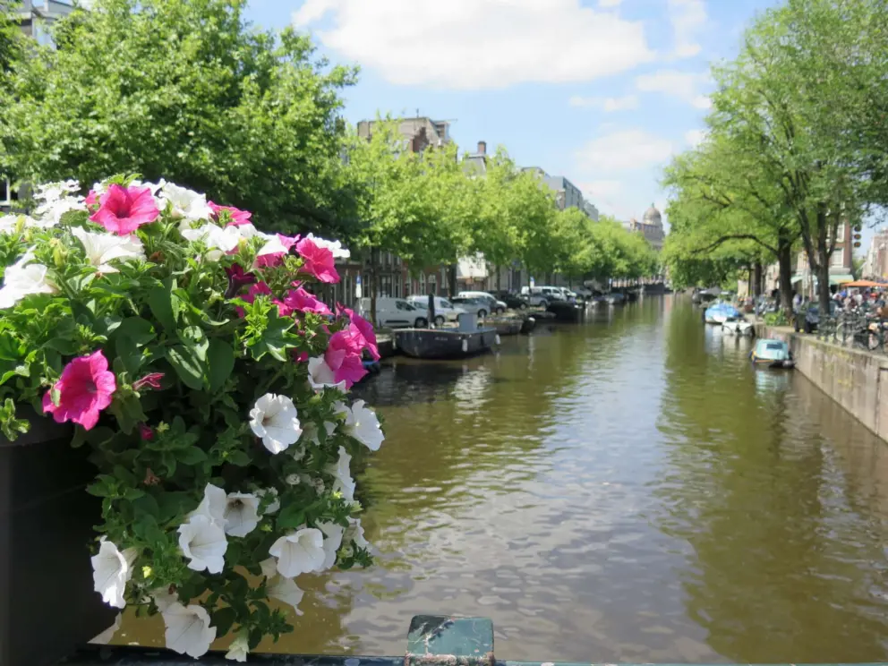 Pink and white petunias over a canal. 