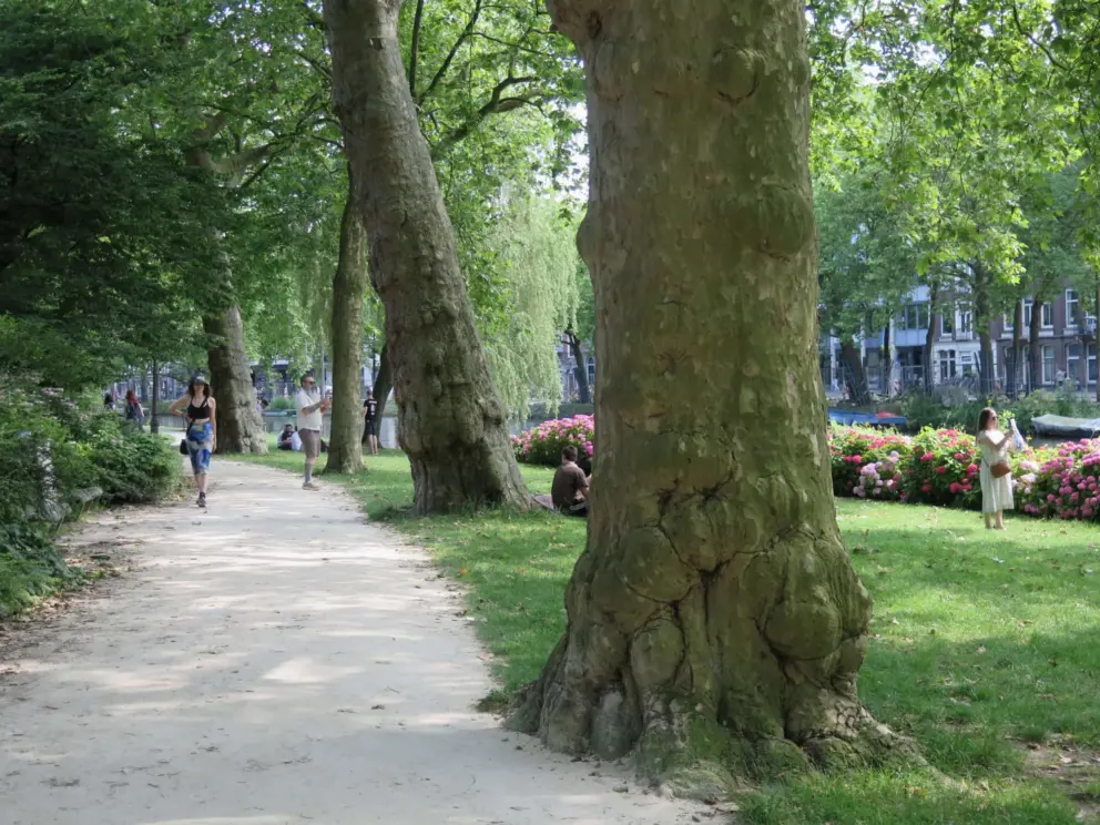 Knobby trees along the path. 