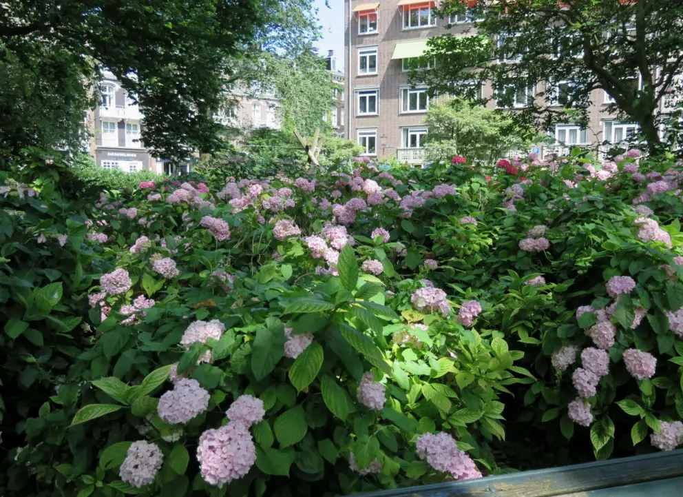 Hydrangea flowers of pale blue. 