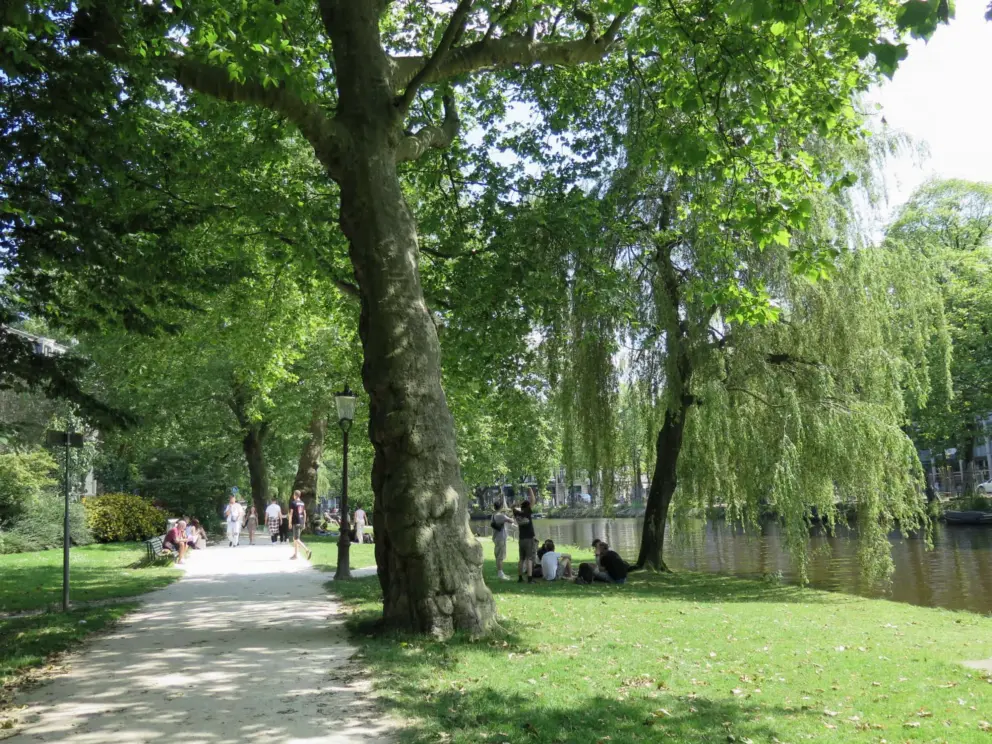 Willow tree over the water. 