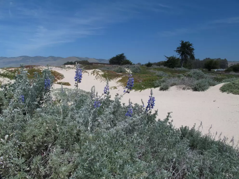 Flowers in the dunes.