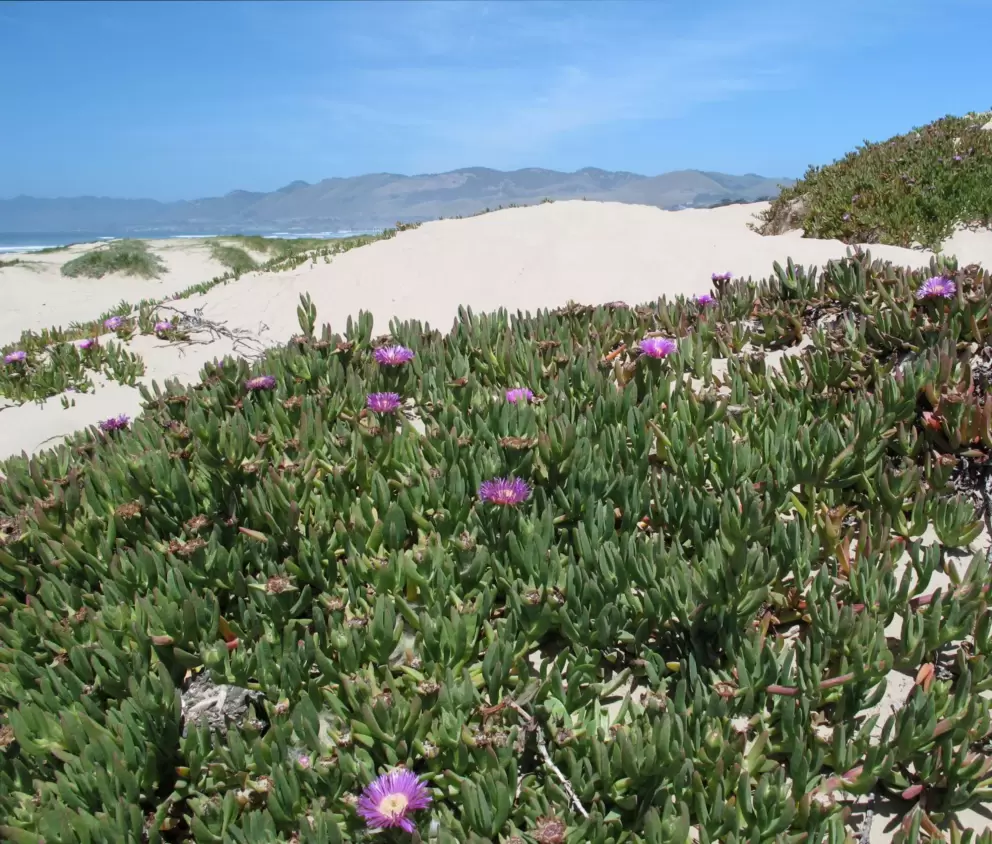 Purple succulents and dunes.