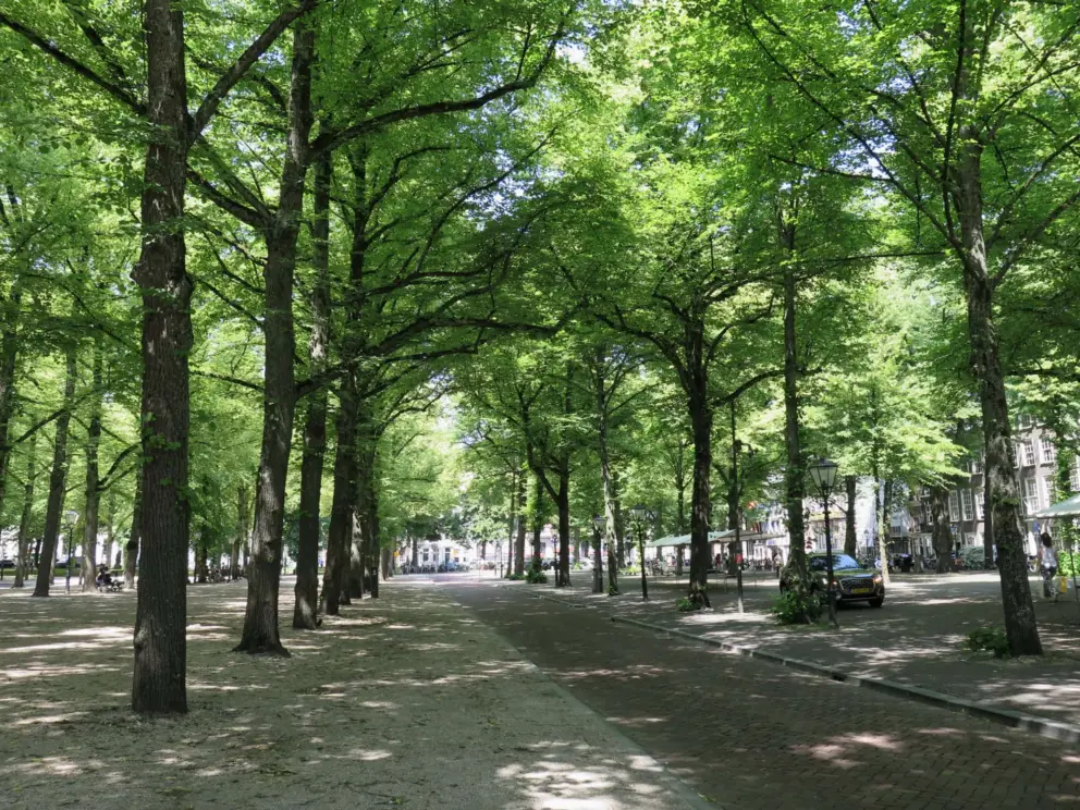 Shell sand floor and trees. 