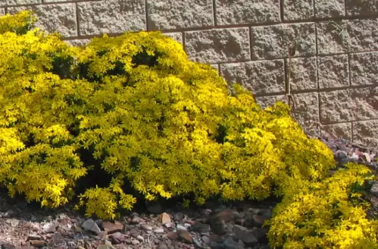 Brightest yellow flowers everywhere in early April!