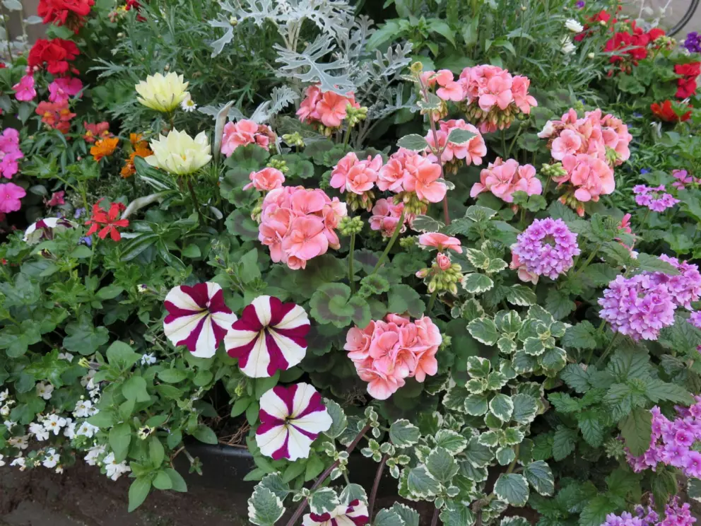Striped petunias like parasols, at Muzenplein. 