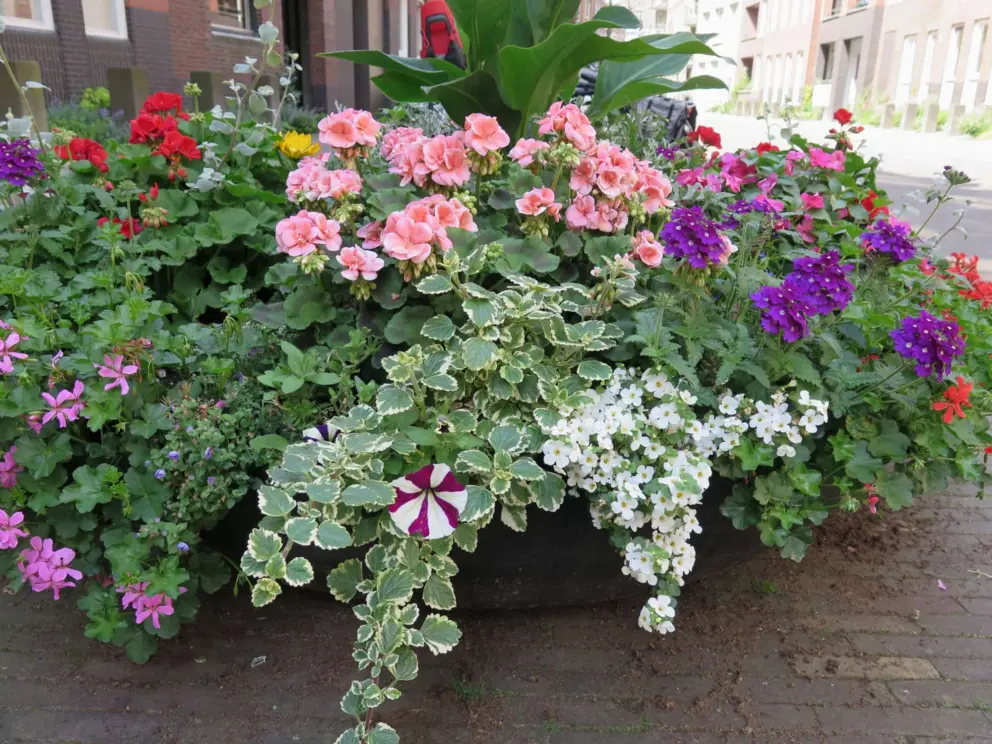 Flower basket with perfect balance, in Muzenplein. 