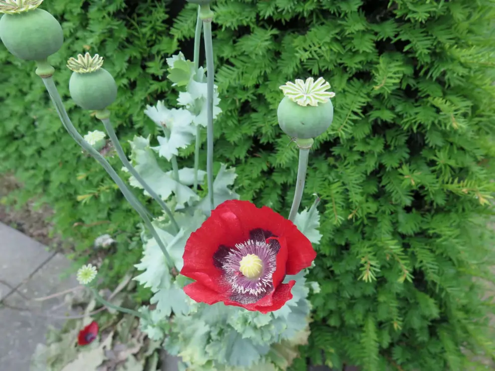 Flower along the path. 