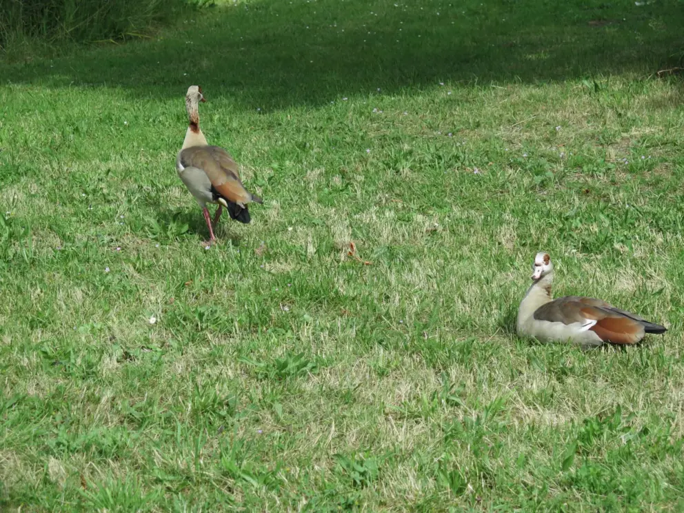 Geese at Opa's Veldje. 