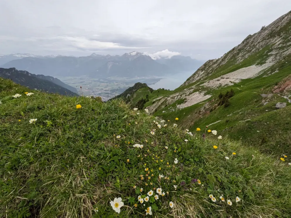 Flowers at the top!