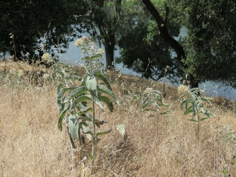 Flowers above the lake. 