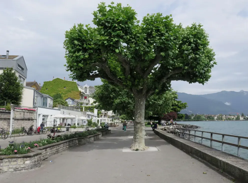 I love these trees. 