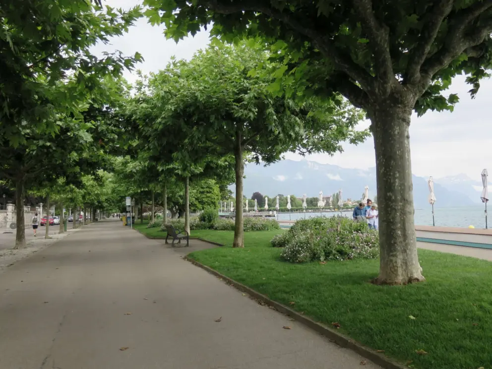 Trees galore along the walkway. 