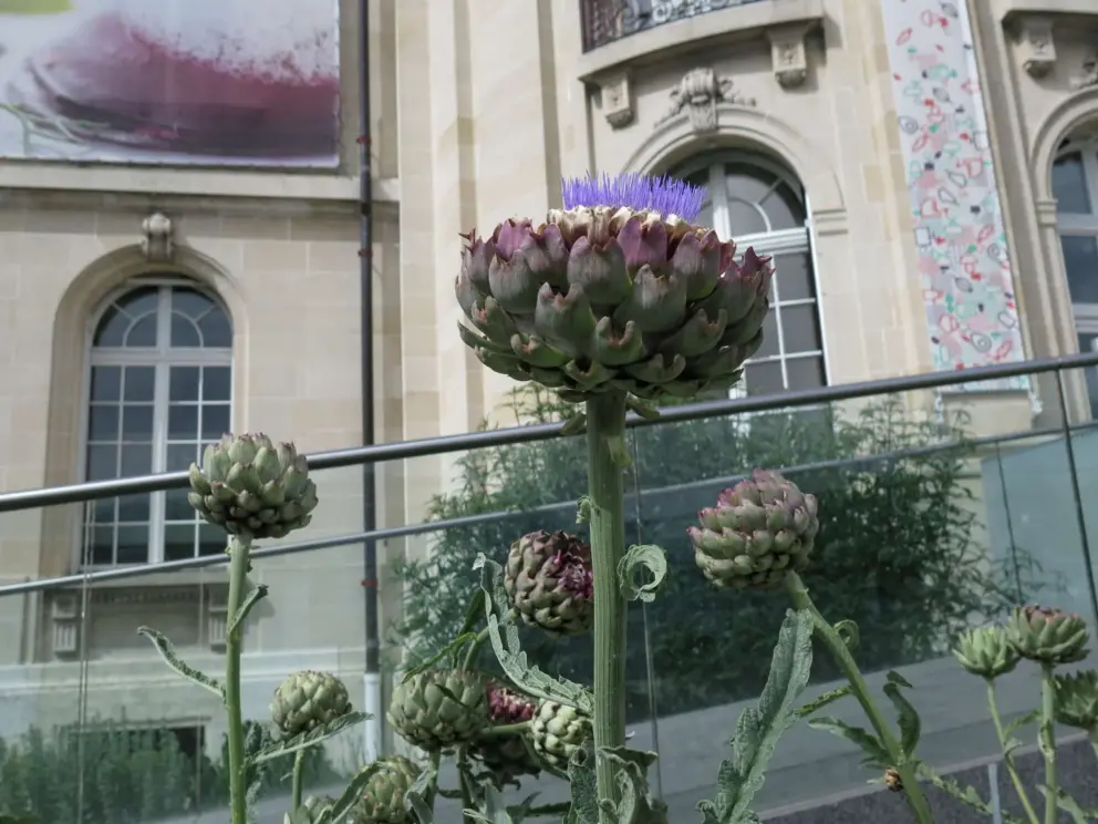 Artichoke flower, in the garden. 
