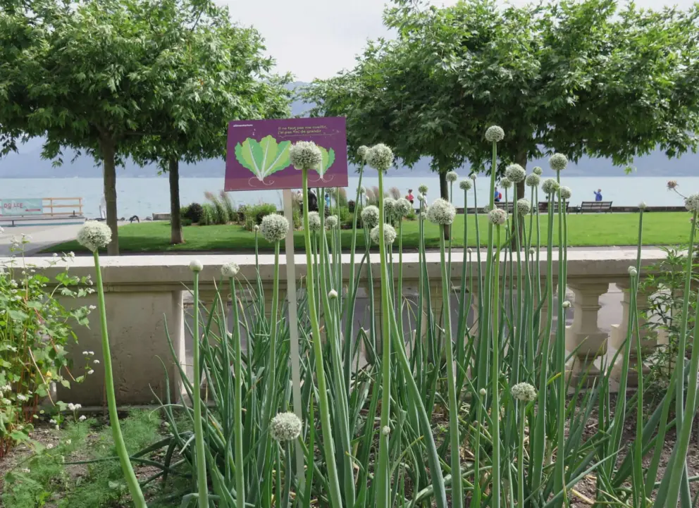 Flowers in the garden, with the waterfront promenade behind. 