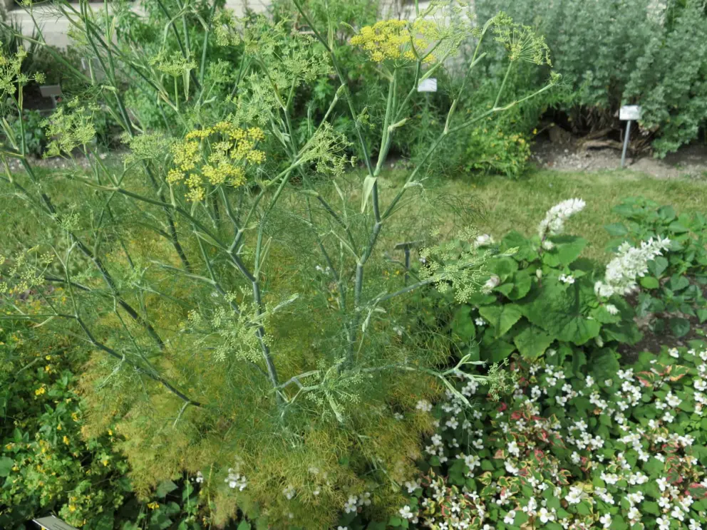 Anise plant in the garden.