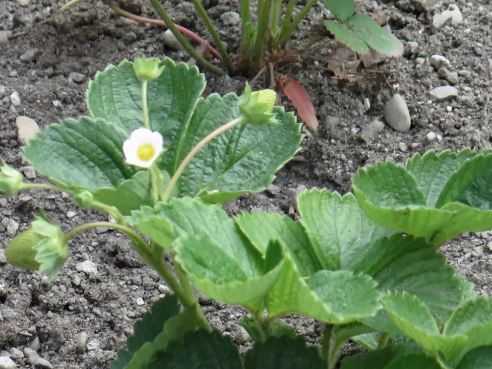 Strawberry flower. 