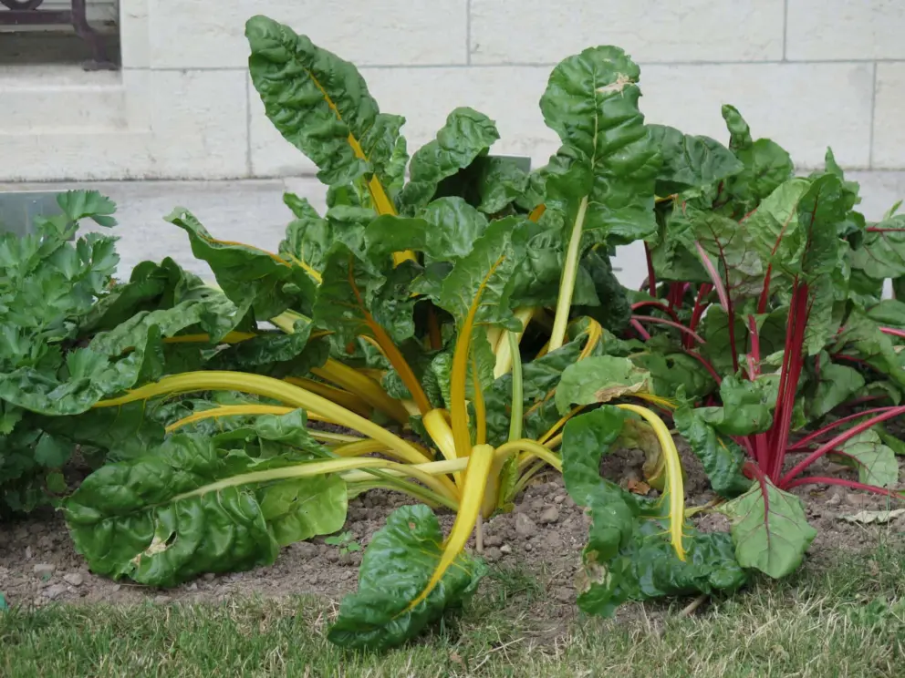 Leafy greens in the garden!