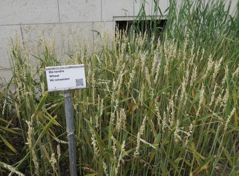Wheat in the garden.