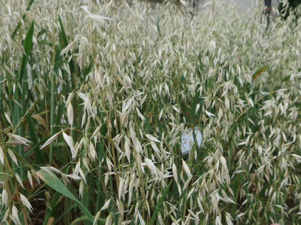 Oats, in the garden.