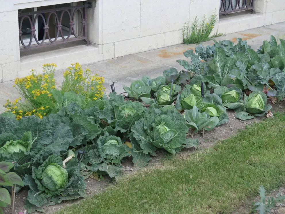 Cabbage in the vegetable garden in front of the museum.