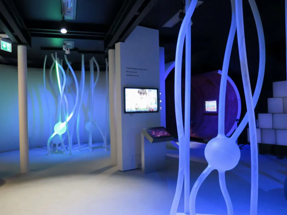 Room with giant exhibit showing how the body works when you eat. 