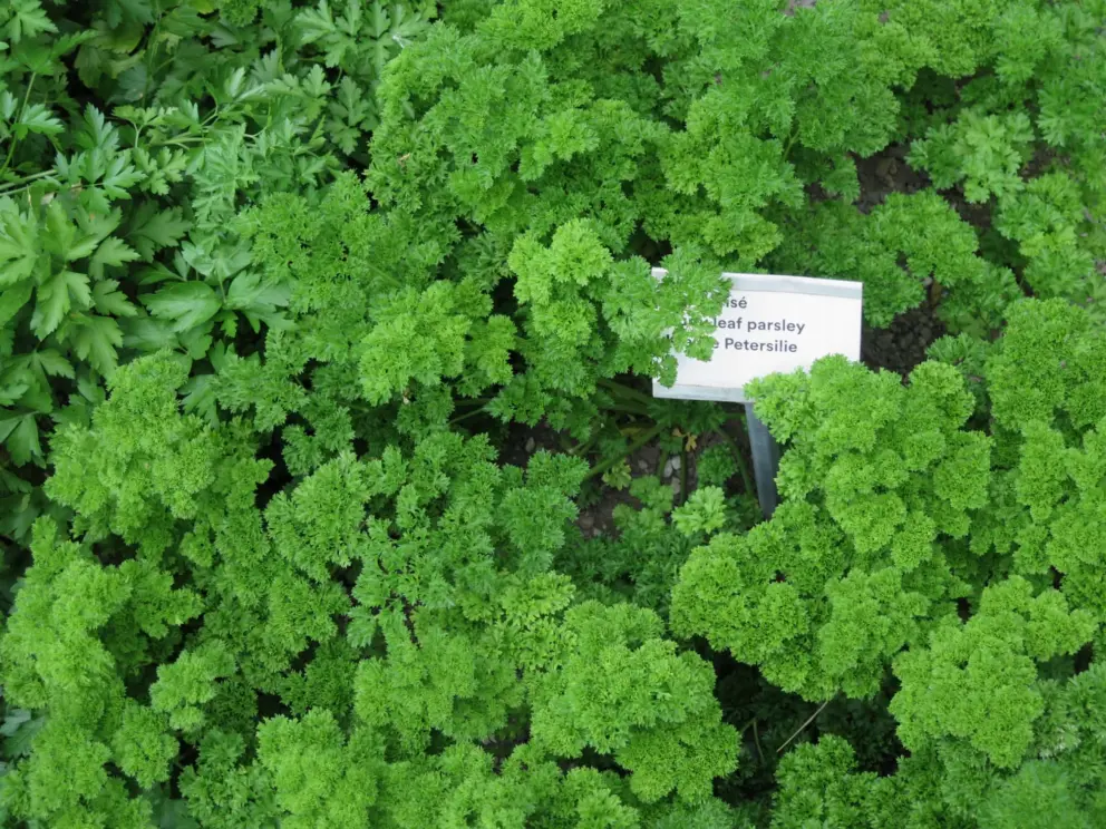 Parsley in the garden. 
