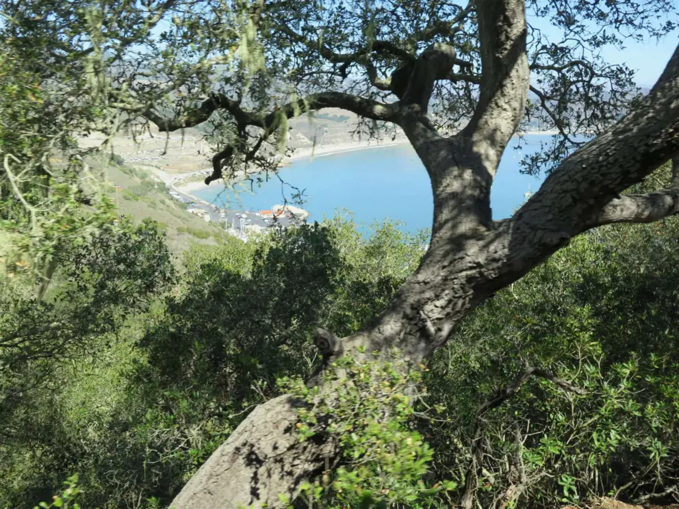 View of oak trees and water from the bus. 