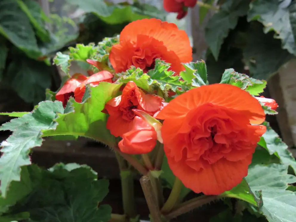 Red begonia. 