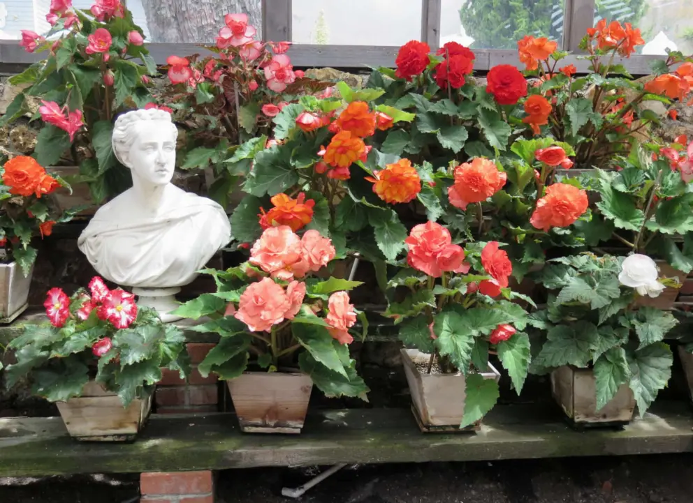 Bust in the begonia house. 