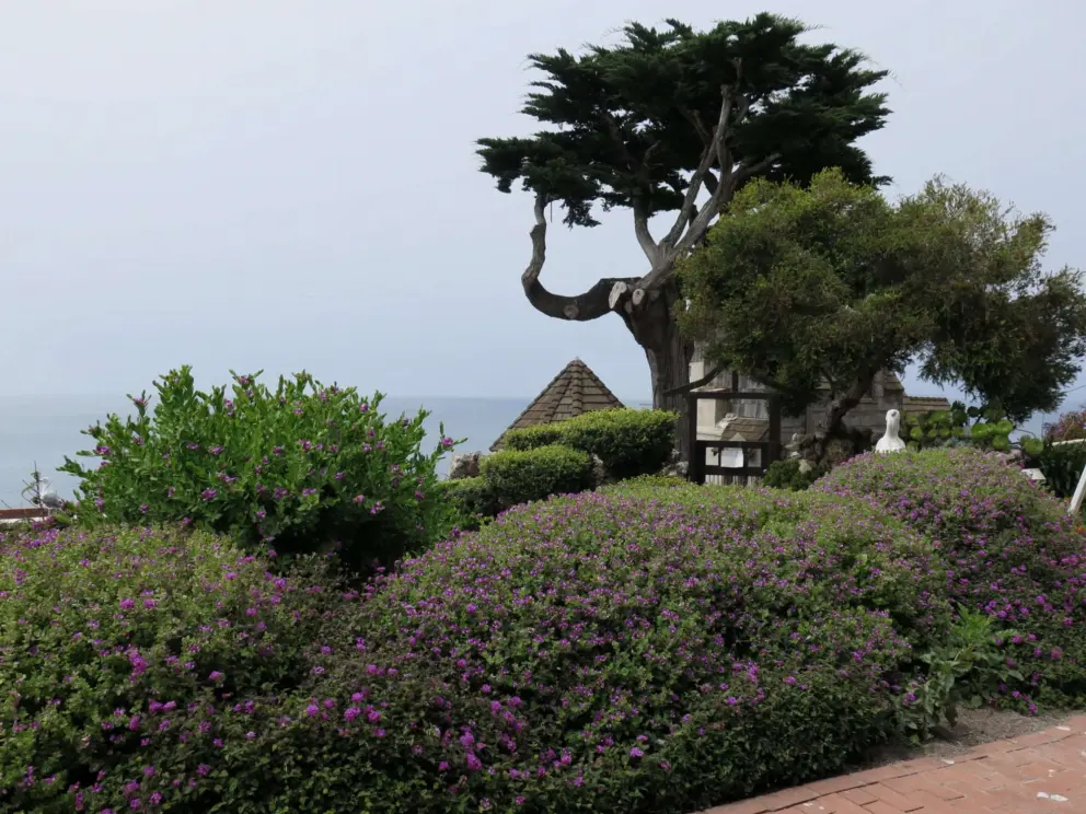 Purple flowers on bushes and Monterey cypress tree. 