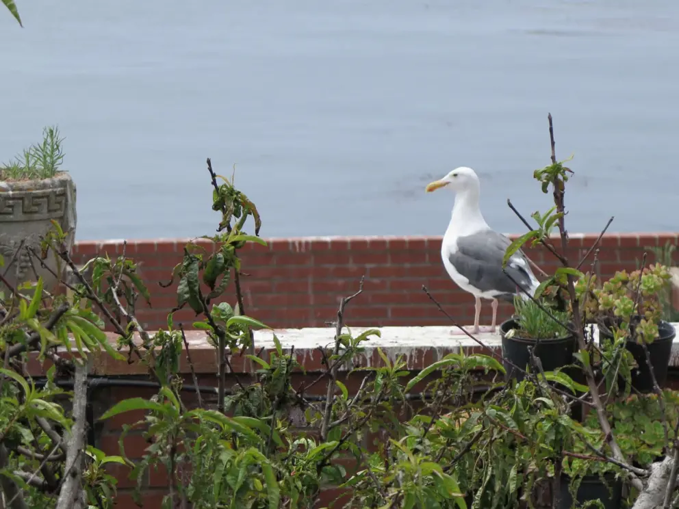 A seagull from nearby bird island. 