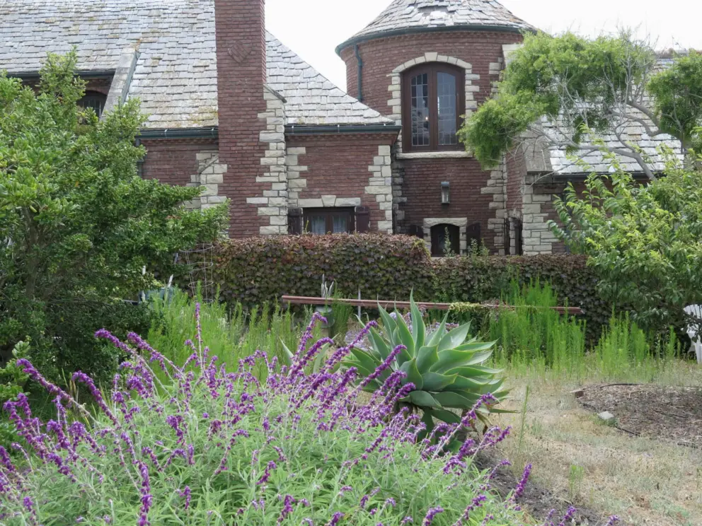 Blue sage and a turret next door. 