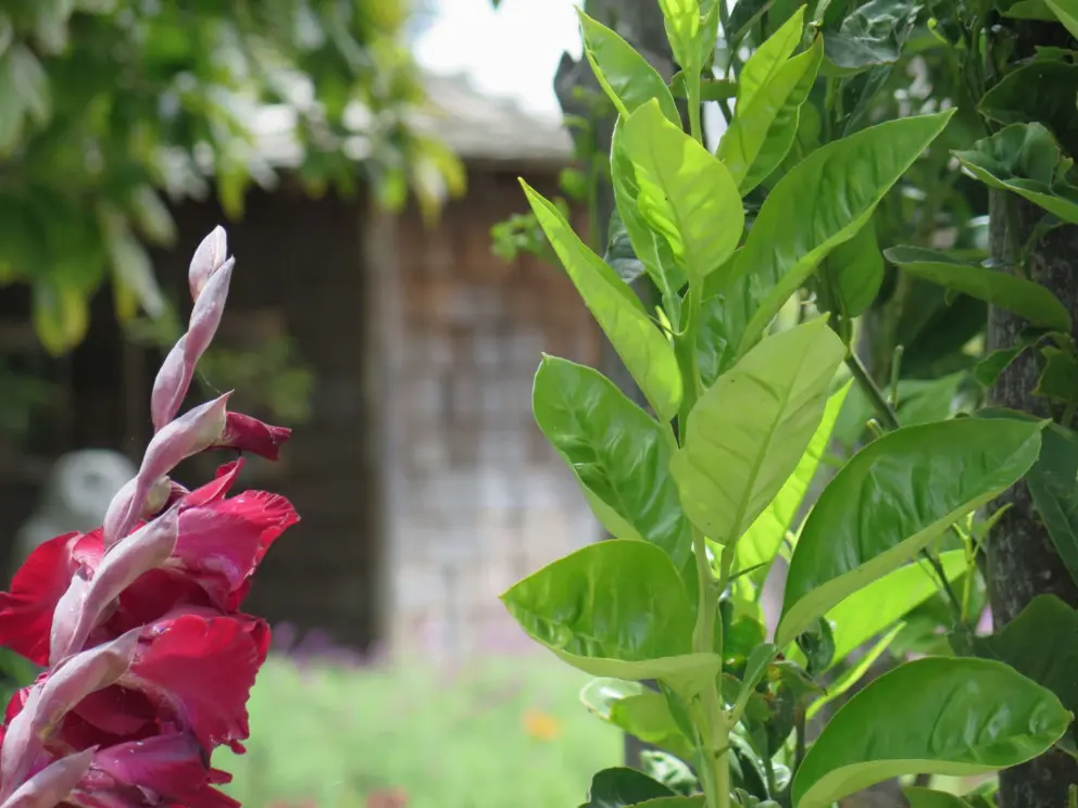 Red flowers. 