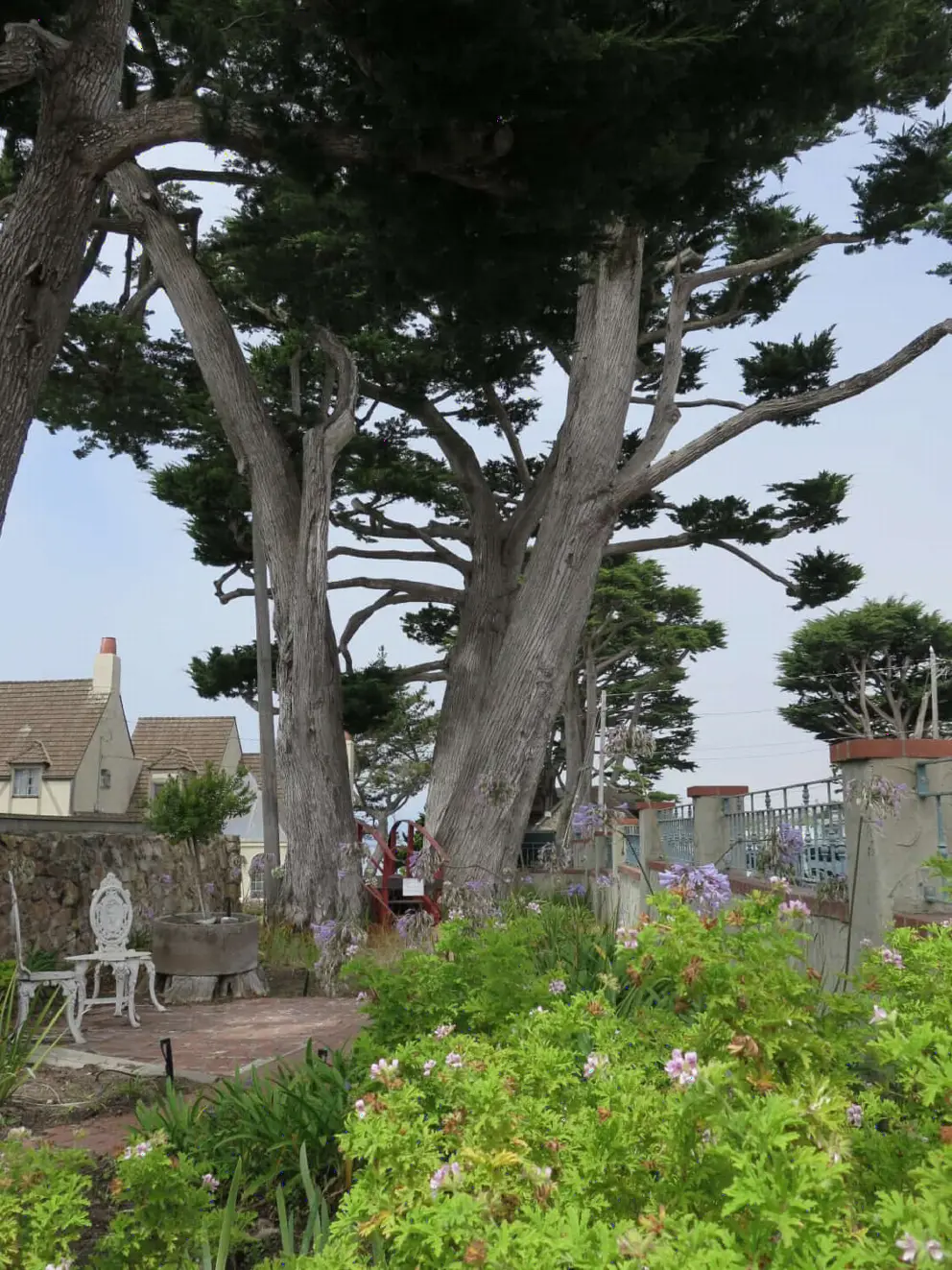 Monterey cypress tree. 