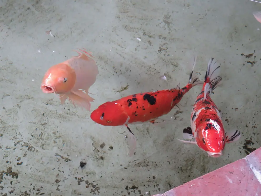 Koi fish in the round pool. 