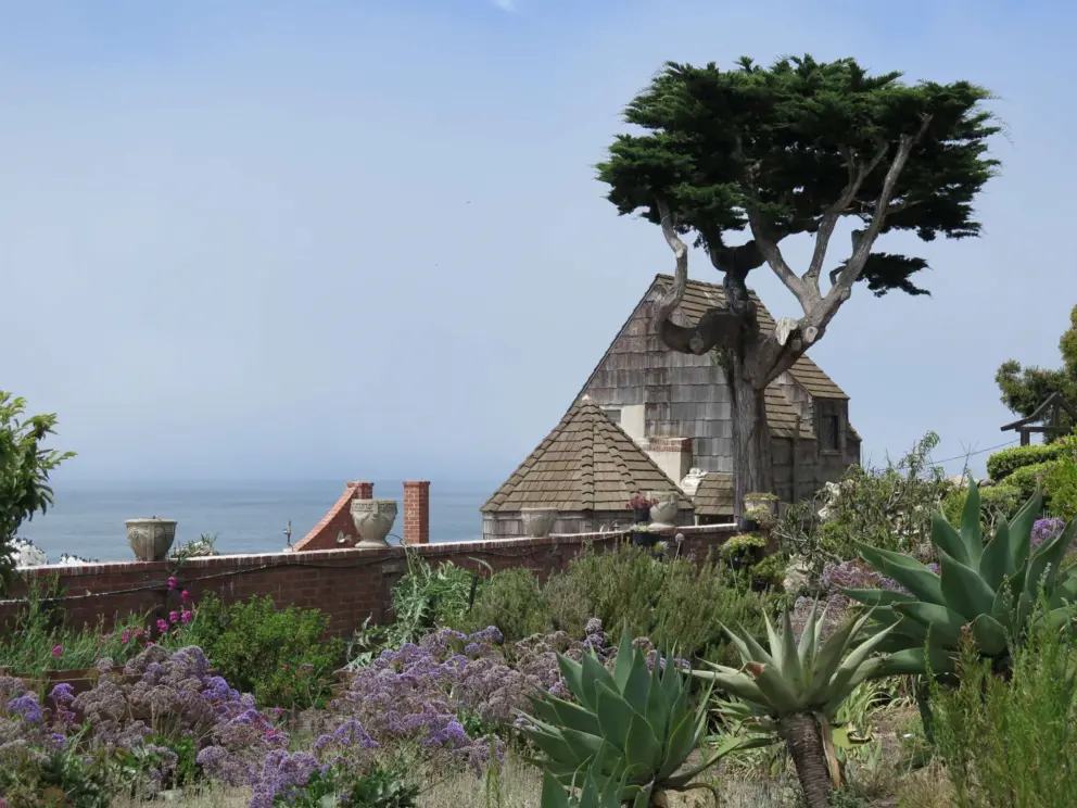 Cypress tree and the sea. 