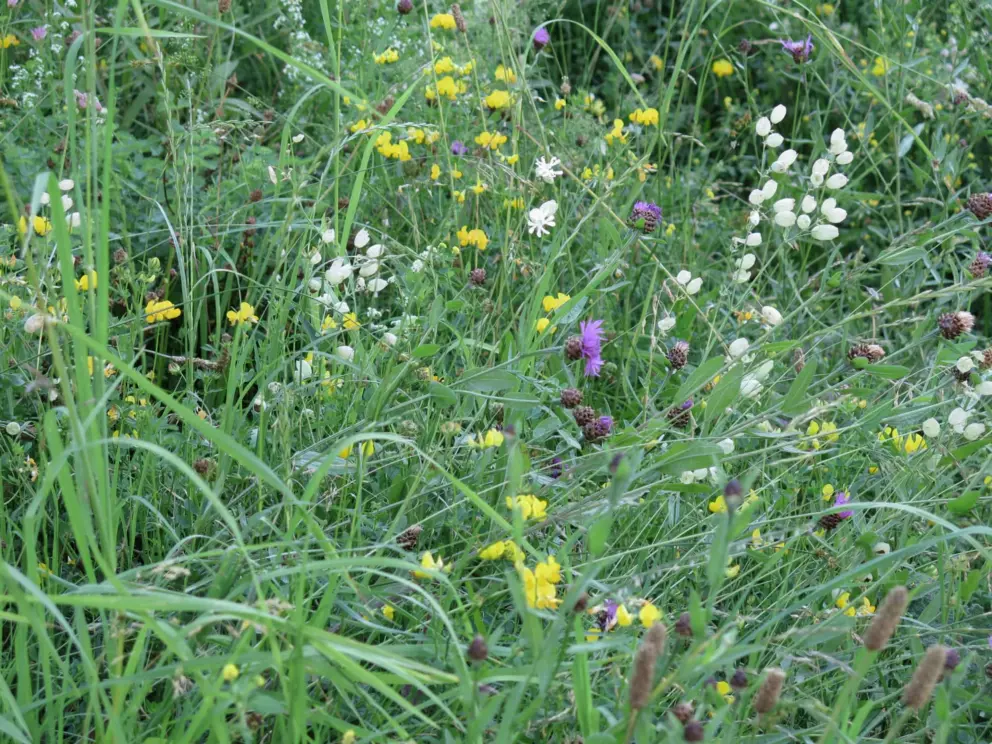 Flowers. 