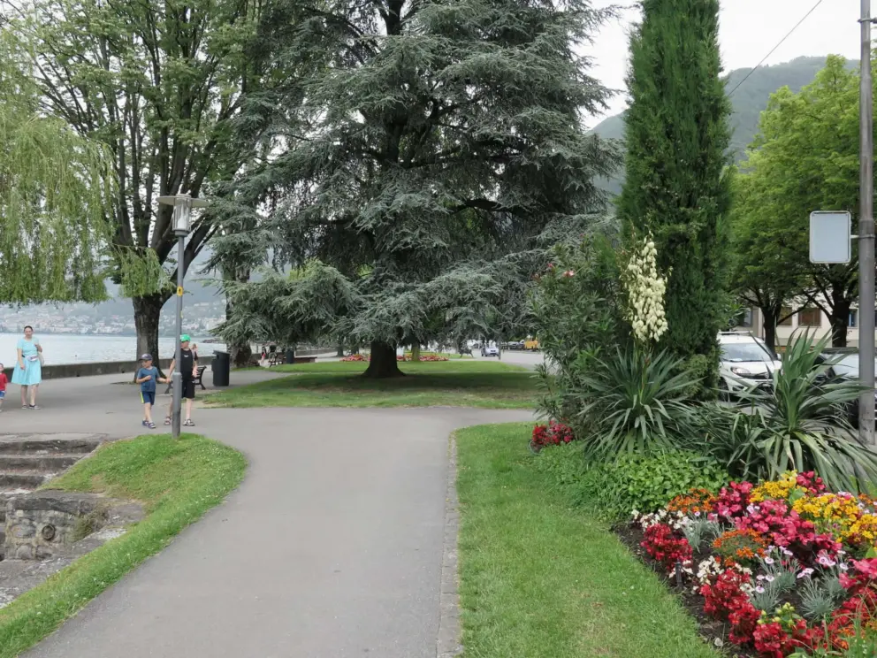 A silvery pine tree, colorful flower beds, and the waterfront promenade. 