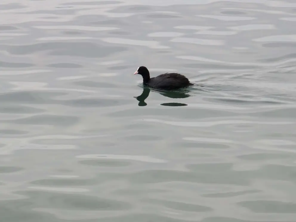 A cute bird in the water. 