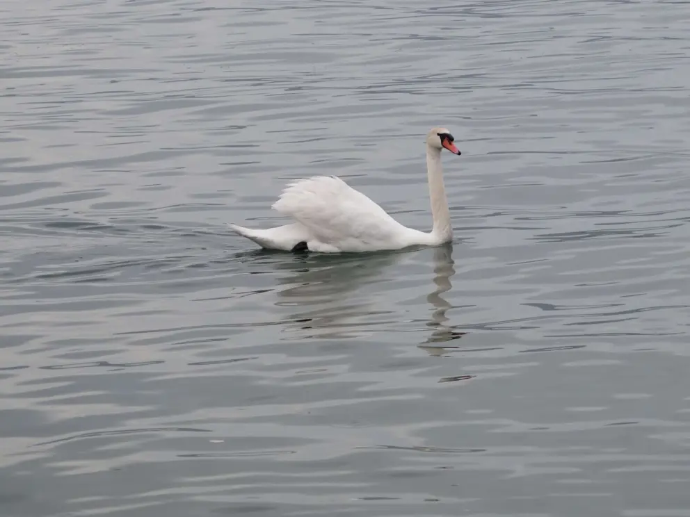 A swan glides by.