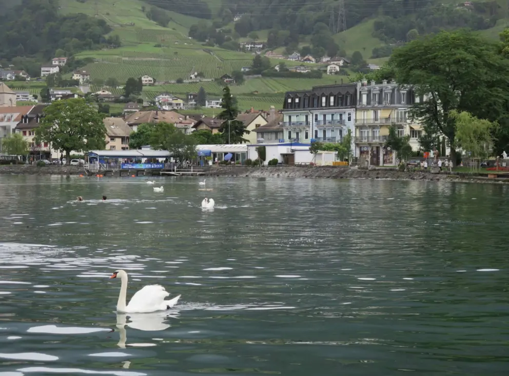 A swan and the cute buildings and foothills of Villeneuve. 